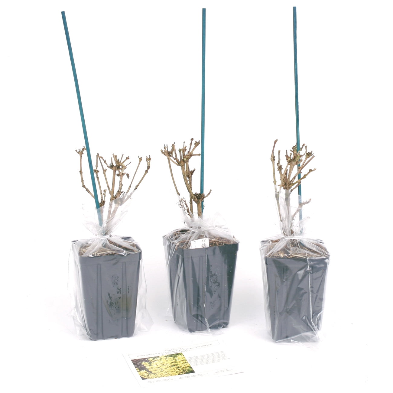 Van Zyverden Forsythia Magical® Gold 4" Potted Rocketliners® Set of 3 Plants Yellow Full Sun Deer Resistant 3 lb