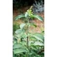 thumbnail image 2 of Plant Good Seed Van Holy Basil / Clove Tulsi Tulasi Seeds: African Wild Vana Full Sun Perennial USA, 2 of 5