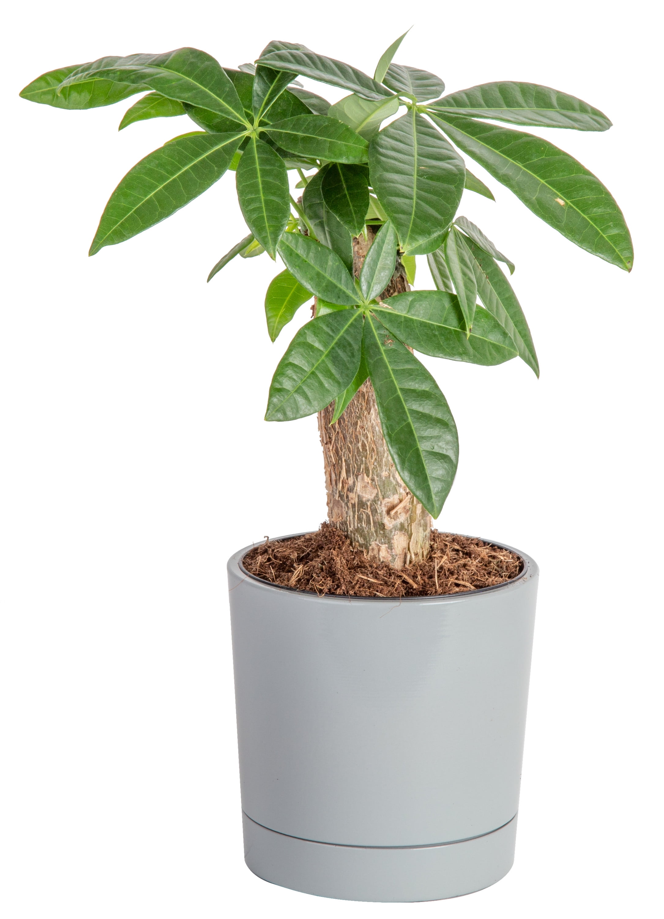 how to prune a money tree video