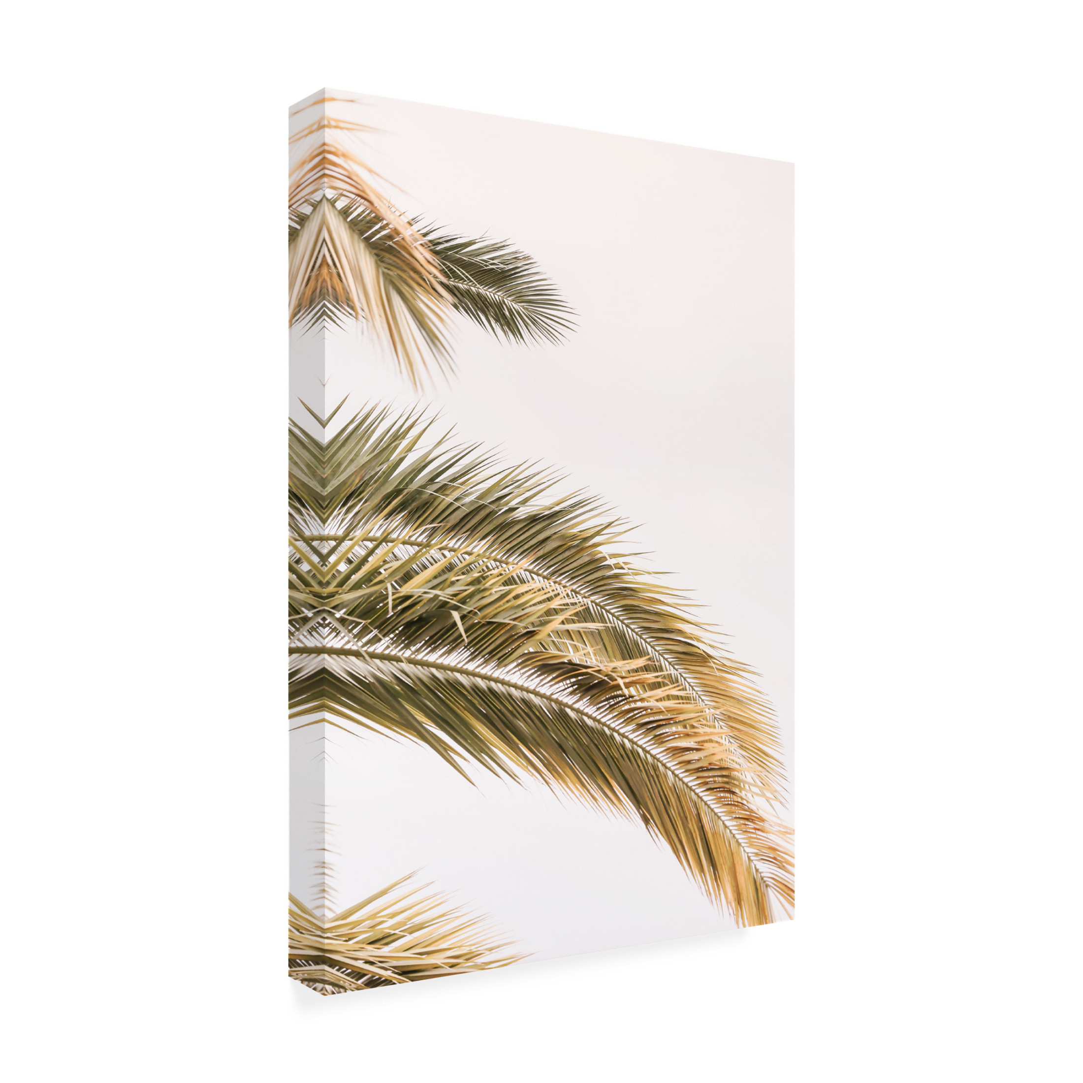 Trademark Fine Art Shot by Clint Oasis Palm 02jpg Canvas Wall Art