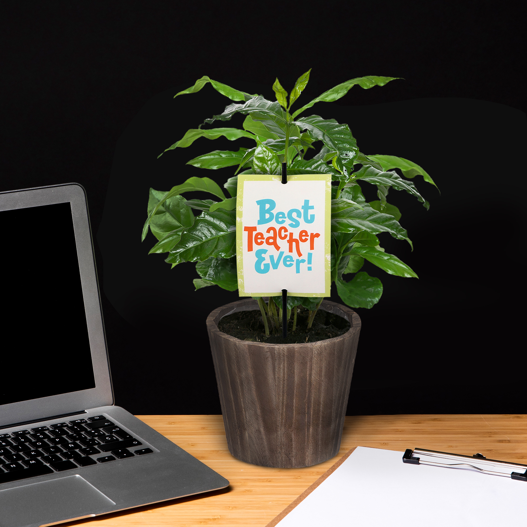 5" Coffee Plant in Wilson Brown Planter – Best Teacher Ever