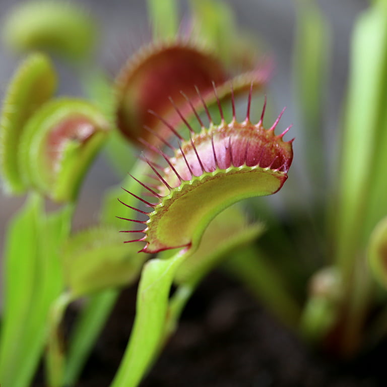 Indoor Venus Fly Traps - A Commercial Cannabis Grower's Take :  r/SavageGarden