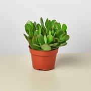 Jade Succulent - 4" Pot