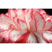 Seedville 50 Picotee Mix Carnation Flower Seeds, Double Bicolor Striped, Dianthus Caryophyllus