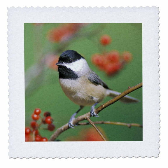 3dRose, Carolina Chickadee bird - NA02 AJE0288 - Adam Jones, 6x6 inch quilt square