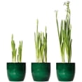 thumbnail image 3 of Paperwhite Ziva Bulbs - Fast Flowering Indoor Blooms - Largest Bulbs Available - Paperwhite Bulbs for Forcing Indoors, Bonsai Plant (10 Bulbs), 3 of 4