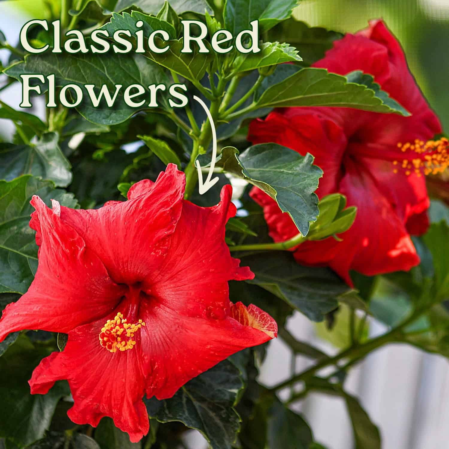 Tropical Plants of Florida 16" to 18" President Red Hibiscus Bush, 1 Gallon, Pet Friendly