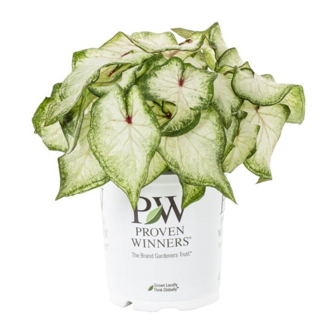 Proven Winners 2QT White Caladium Live Annual Plant Sun 3-Pack