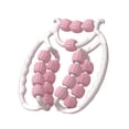 thumbnail image 4 of 20 ruedas Fascia Relax Roller rodillo puntos de presión Manual brazo pierna cuerpo Rosa, 4 of 8