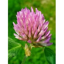 1500 RED CLOVER Monarchs Trifolium Pratense Rose Mauve Flower Ground Cover Seeds