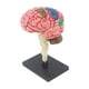 thumbnail image 5 of Modelo de cerebro humano 4D desmontado, modelo anatómico, figura de escritorio para el aprendizaje de neurociencias y biología de los estudiantes, 5 of 9