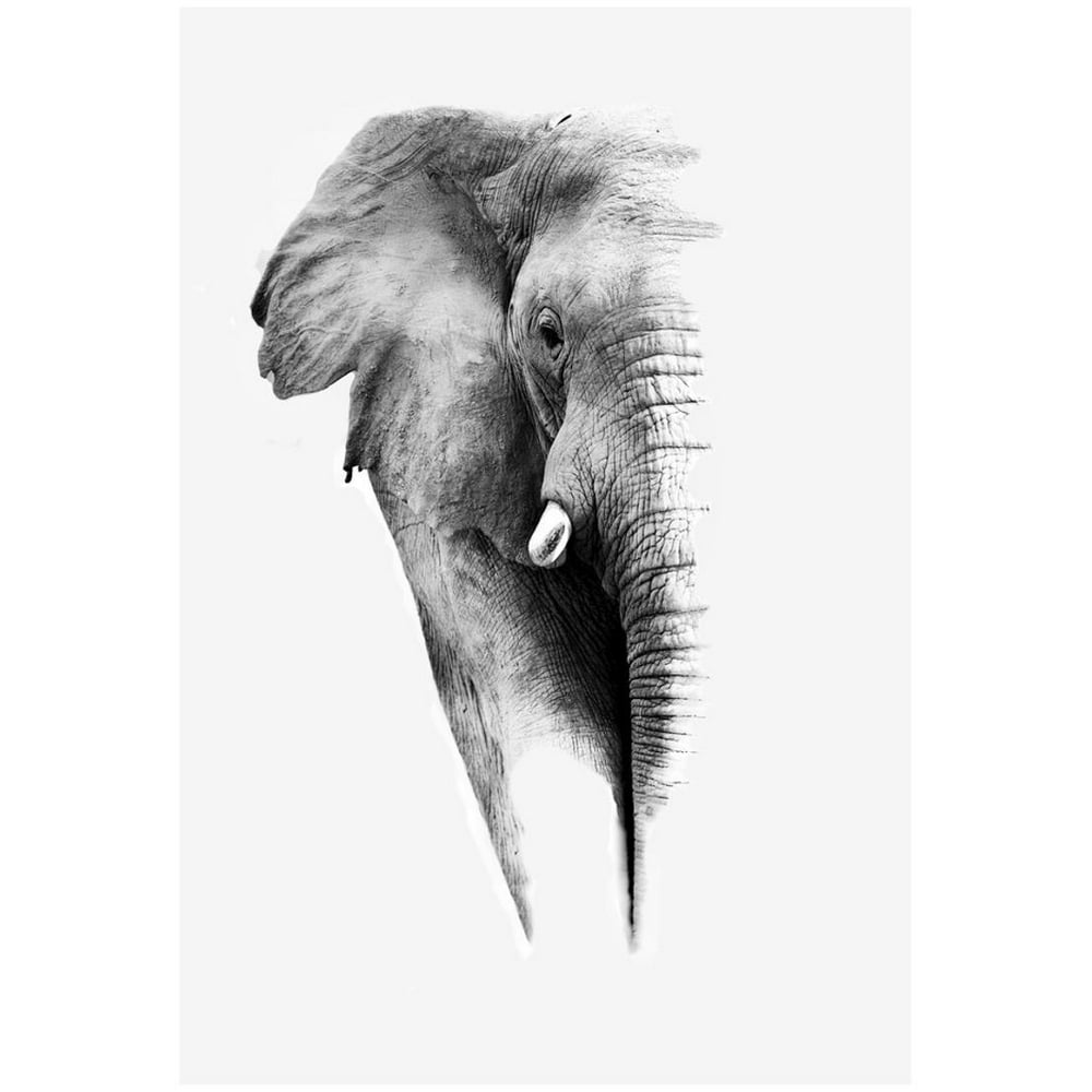 Artistic Black And White Elephant Print Wall Art By Donvanstaden