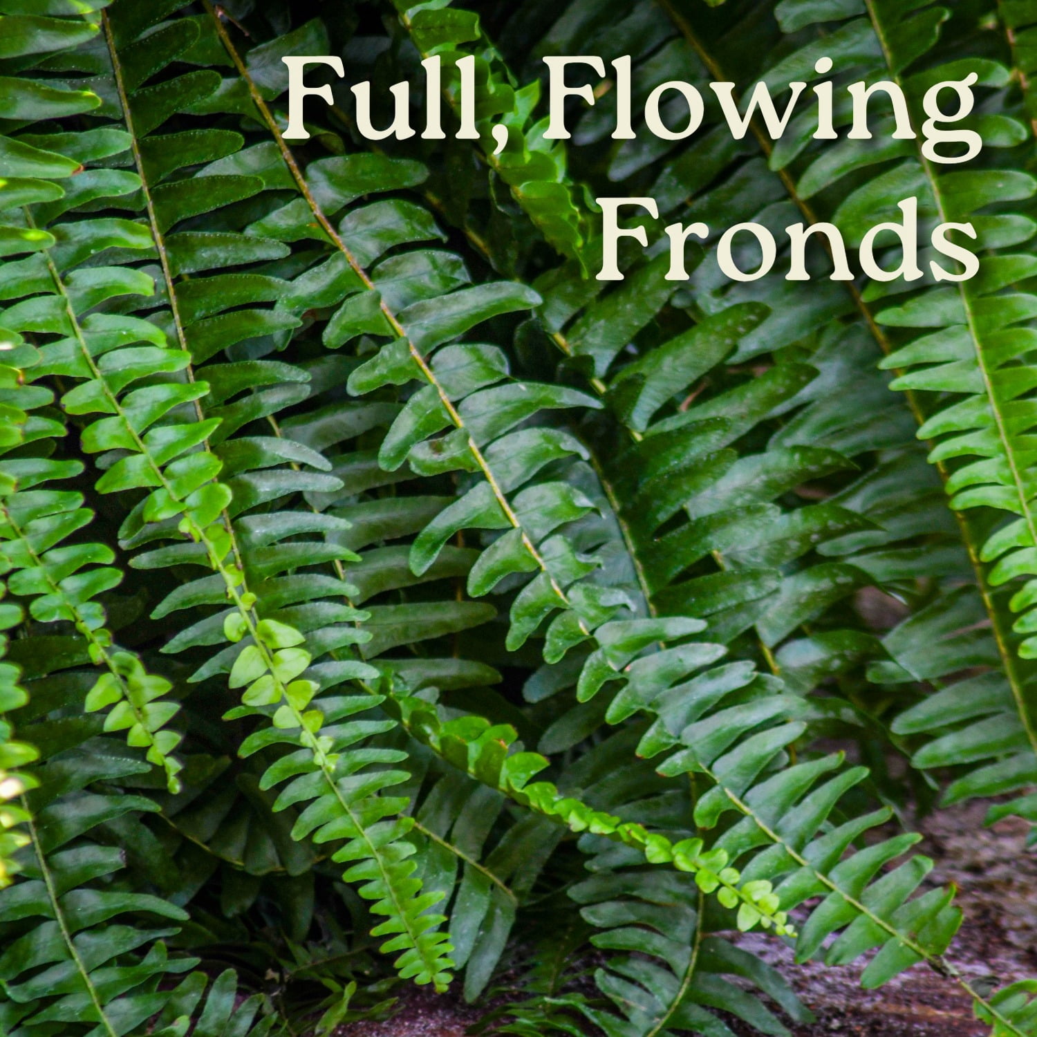Tropical Plants of Florida 12" Boston Fern Hanging Basket with 34" Overall Spread; Partial Sunlight, Hanging Plant, Sword Fern