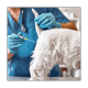 thumbnail image 3 of 50 Tubos de InseminacióN Artificial de 15,7 Pulgadas para Equipo de CríA de Apareamiento de HibridacióN Desechable para Perros, 3 of 7