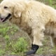 thumbnail image 3 of Calcetines para perros pequeños, 2 pares de calcetines antideslizantes para perros, con correa ajustable, S, 3 of 5