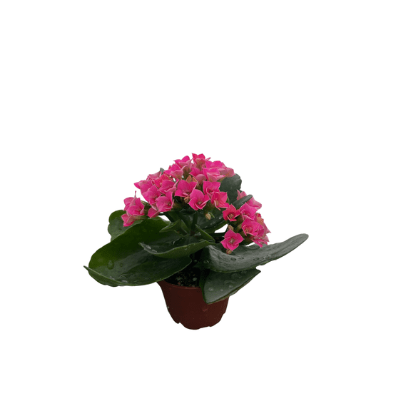 Magenta/Dark Pink Kalanchoe - 2.5" Pot - In Bud and Bloom