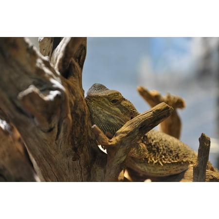 Bearded Dragon Terrarium (Peel-n-Stick Poster of Animal Bearded Dragon Terrarium Nature Zoo Reptile Poster 24x16 Adhesive Sticker Poster)