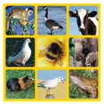 thumbnail image 3 of Galt Jouets, Bandes Sonores - Animal, 3 of 4
