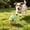 Mint Green, variant on Silicone Leakage Dog Toys, Honeycomb Shaped Dog Biting Products, Safe Soft Pet Slow Feeder Bowl for Boredom Relief and Enrichment Mental Stimulation Topple Outdoor Training