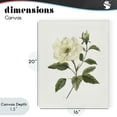 thumbnail image 4 of Stupell Industries Traditional Ivory Rose Bloom With Green Foliage Canvas Art, 16 x 20, by Nan, 4 of 8