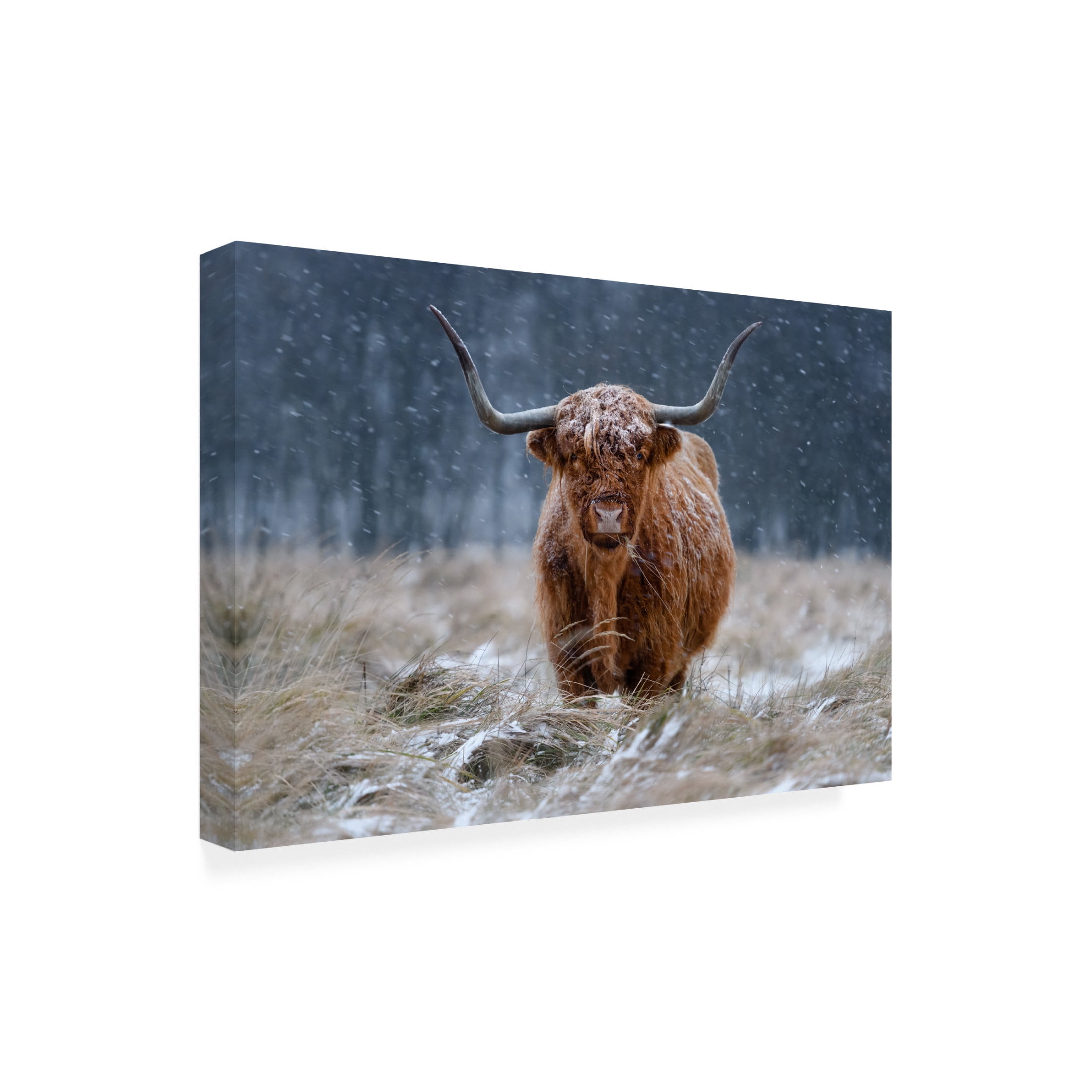 Richard Guijt 'Snowy Highland Cow' Canvas Art - 24 x 16 Inches