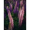 thumbnail image 3 of Russell Lupine Seeds/ Perennial/ Full Sun/10 Seeds 1/4 Gram/ Zellajake Farm and Garden - B143, 3 of 5