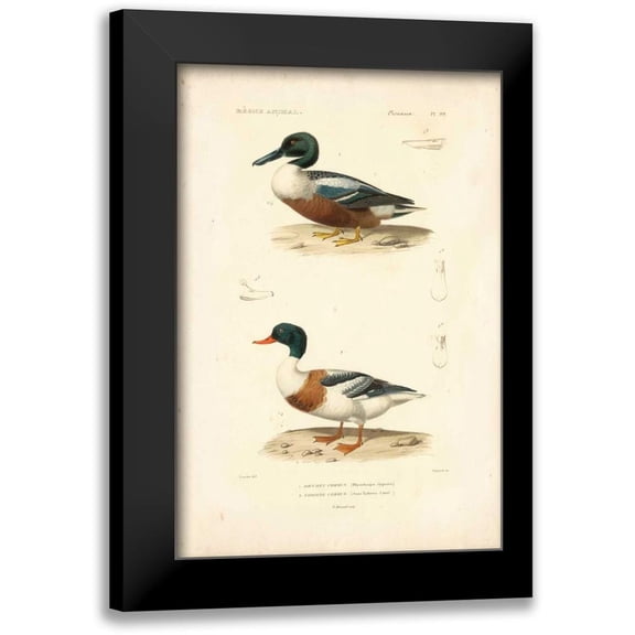 Remond, N. 11x14 Black Modern Framed Museum Art Print Titled - Antique Duck Study II