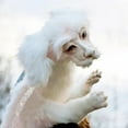 thumbnail image 4 of Falkor The Luck Dragon Plush Doll Toys, Handmade Lovely Soft Stuffed Animal Toy, Flying Dog Lovely Soft Stuffed Fairy Dragon Figures Gift for Kids and Adluts from The Neverending Story, 4 of 6