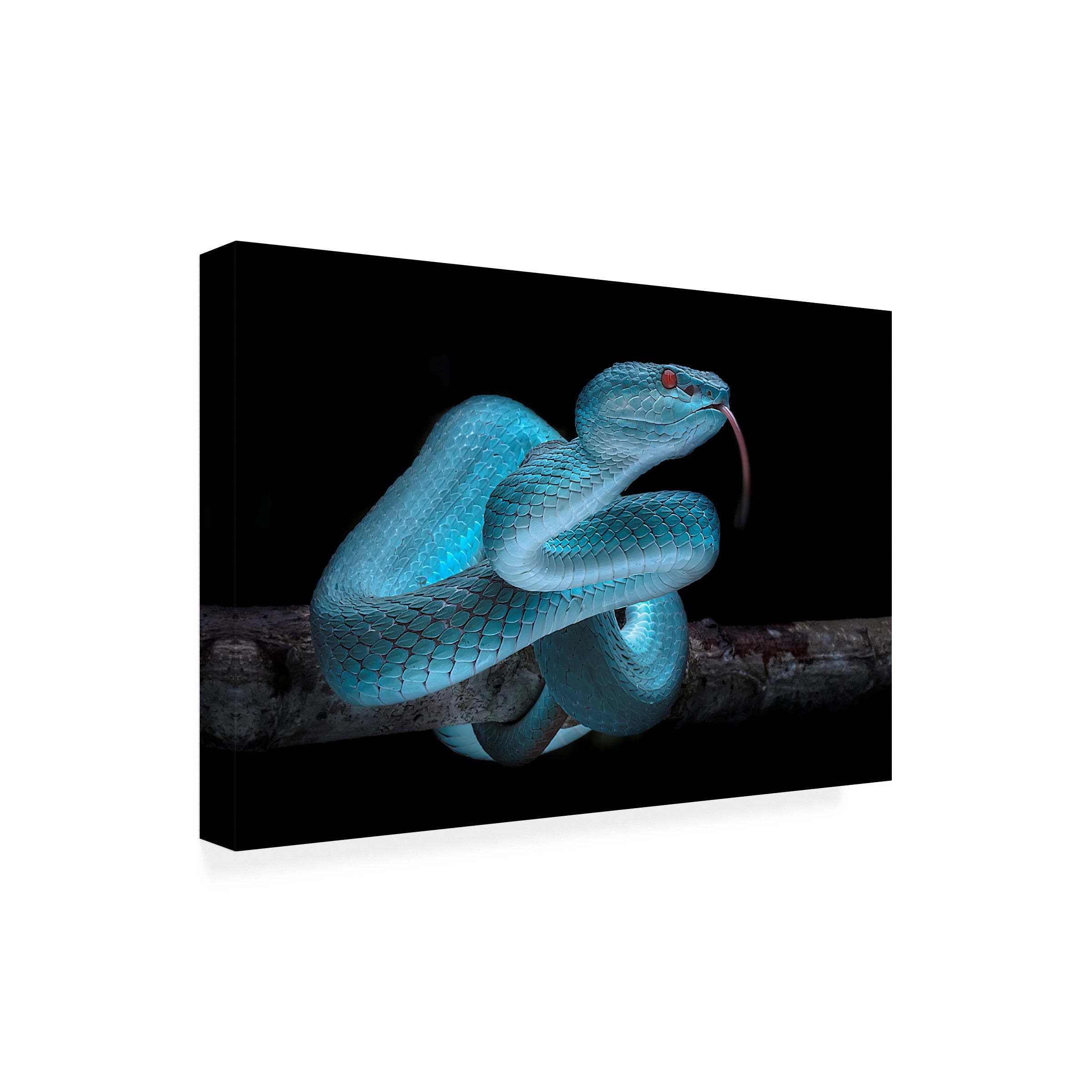 Fauzan Maududdin 'Venomus Blue Viper Snake' Canvas Art