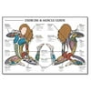 Algra Fitnus Chart Series Exercise and Muscle Guide for Female
