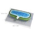 thumbnail image 2 of ROMANSENTIAL Anatomical Cell Model with Accurate Details for Science Classroom and Teaching Use, 2 of 8