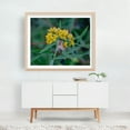 thumbnail image 5 of Honey Bee on Goldenrod on an Autumn Day - Pennsylvania Photography Insect Wildlife Floral Nature Botanical Garden Summer Unframed Wall Art Print 16 x 20 inches, 5 of 6