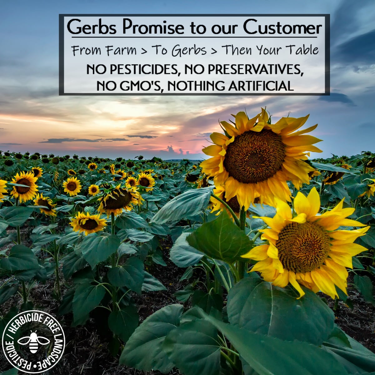 Unsalted Sunflower Seeds In Shell by Gerbs - 2 LBS - Top 14 Food Allergen Free & NON GMO - Dry Roasted