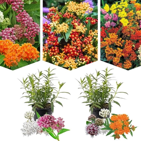 2 Random Mix Milkweed Plants Live Butterfly Asclepias Tuberosa, Wildflowers Perennial Bush, Swamp Common Plant, 5-9" in Tall, No Pot