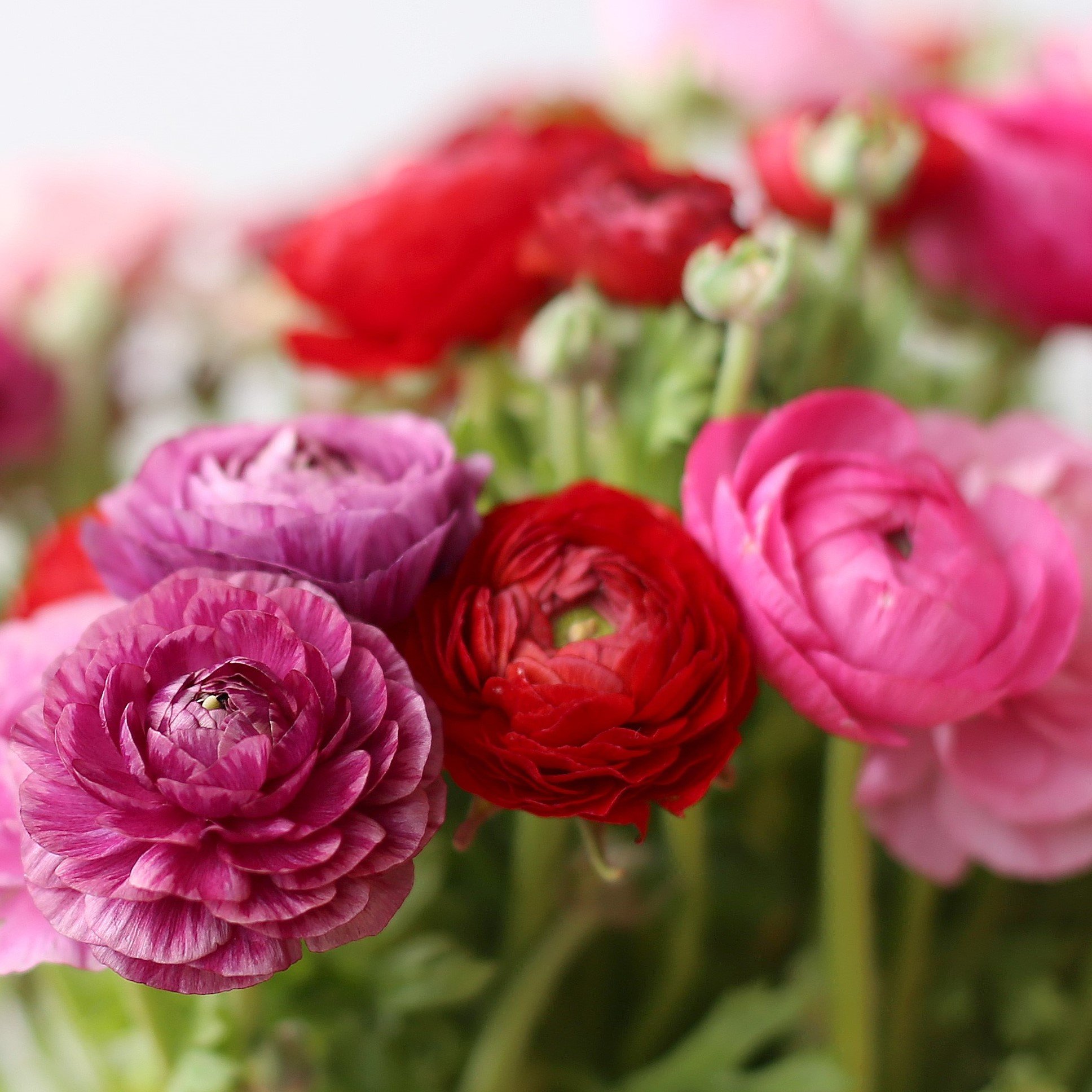 Ranunculus Tecolote® Flower Fields Collection