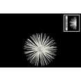 thumbnail image 2 of Small Ornamental Sea Urchin Sculpture - Wall decor - White - Benzara, 2 of 2