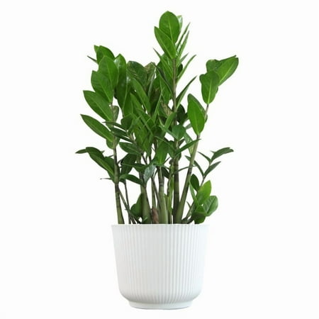 Element Live Plant ZZ Zamioculcas in Grey Deco Self Watering 6in Pot