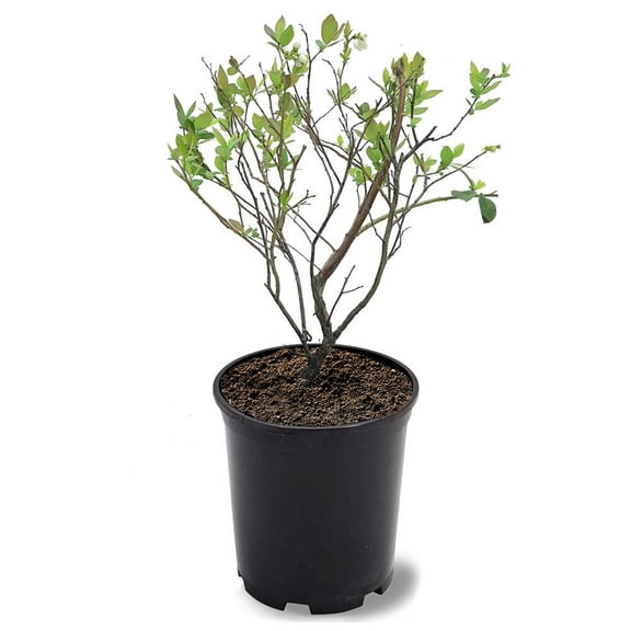 Expert Gardener 12-18 in. tall Brightwell Rabbiteye Blueberry Live Shrub in 1-Gallon Grower Pot