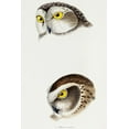 thumbnail image 2 of Gould, John 17x24 White Modern Wood Framed Museum Art Print Titled - Spotted owl-Athene maculata and Boobook owl-Athene boobook, 2 of 4