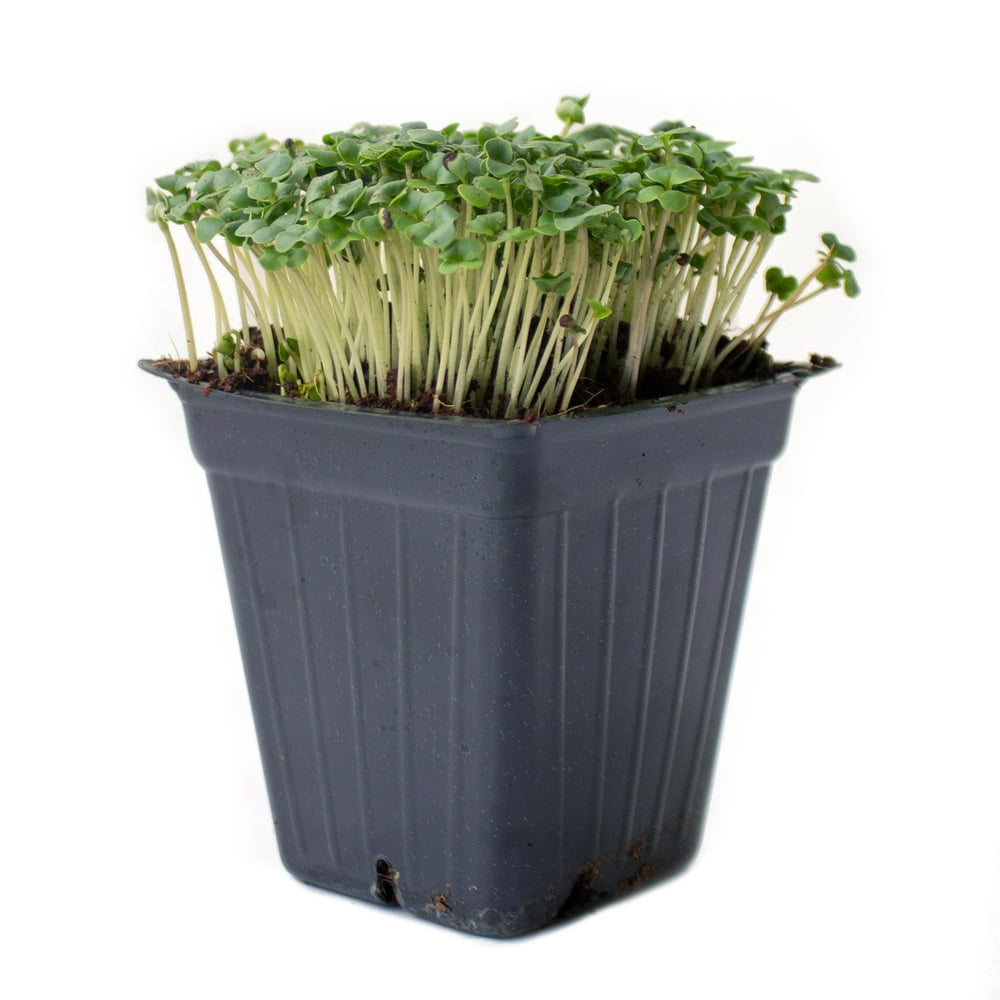 Broccoli Microgreens Seeds 5 Lb 80,000 Seeds High Germination