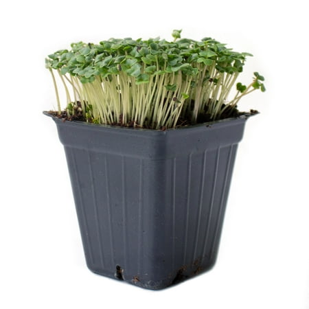 Broccoli Microgreens Seeds - 5 Lb ~80 000 Seeds - High Germination Premium Seeds for Growing Broccoli Micro Greens - Non-GMO