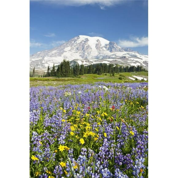 Posterazzi DPI1868518 Mount Rainier National Park Washington United States of America - Wildflowers In Paradise Park with Mount Rainier In Th 1 Poster Print, 12 x 19