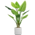 thumbnail image 1 of 54 in. Philodendron Erubescens Green Emerald, 1 of 3