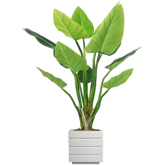 54 in. Philodendron Erubescens Green Emerald