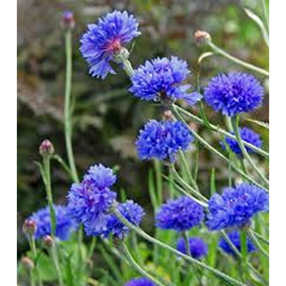 Dwarf Blue Bachelor Button 200 Seeds, Beautiful Flower, Border Flower