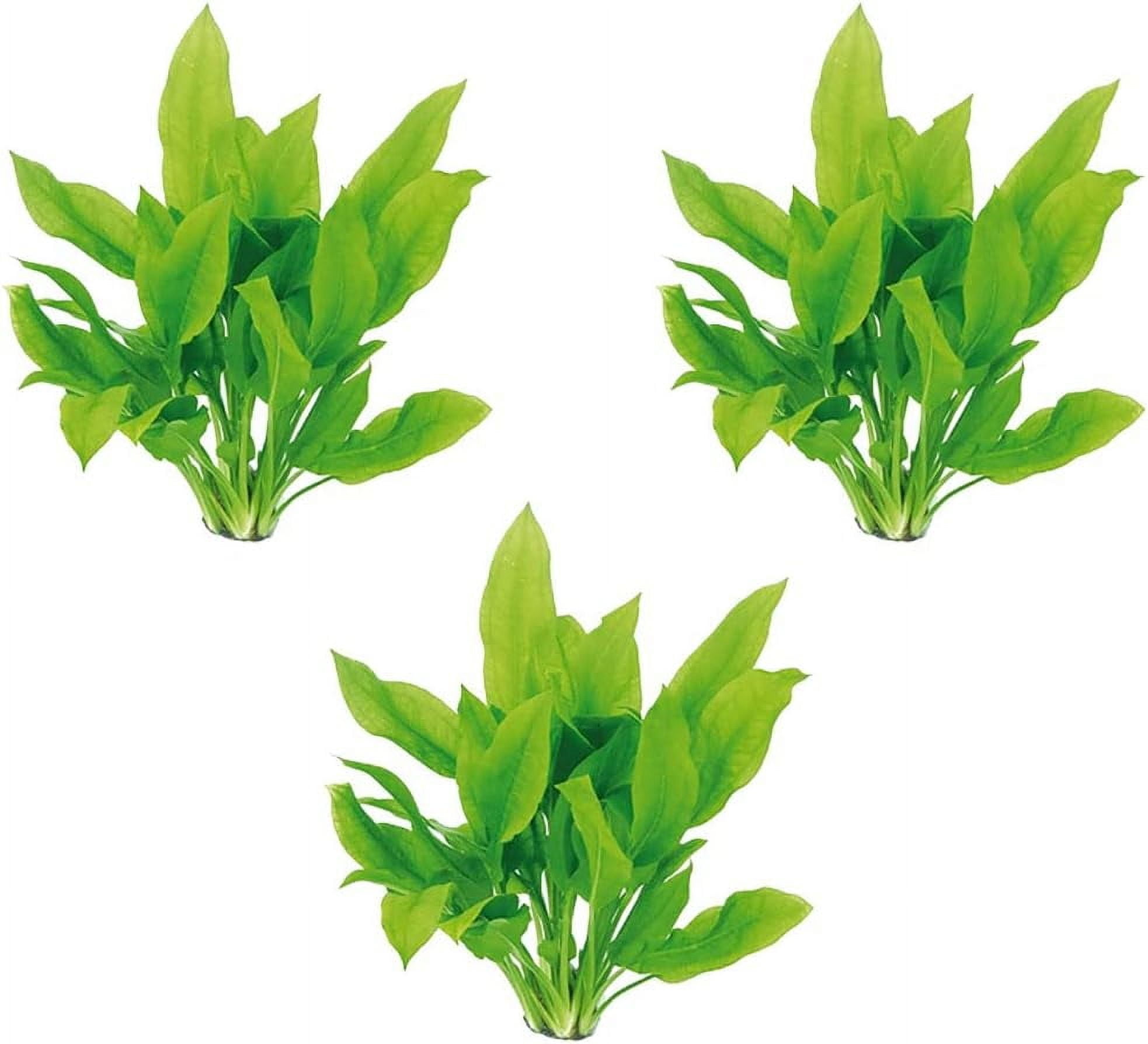 Amazon Sword Echinodorus Bleheri Medium Live Aquarium Plants BUY2 GET1 FREE
