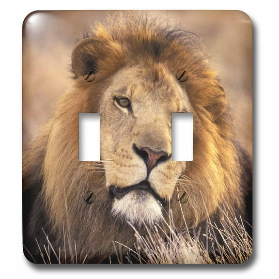 3dRose, Africa. Male African Lion (Panthera leo) - NA02 SWE0030 - Stuart Westmorland, double toggle switch