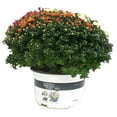 thumbnail image 4 of (2 pack) Better Homes & Gardens 1.5G Garden Mum Live Plant in Grower Pot, Full Sun, 4 of 9