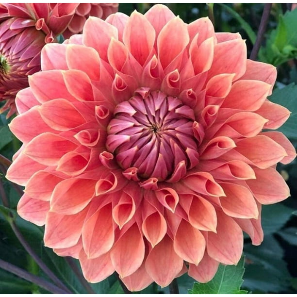 Dahlia Flower Seeds, Exotic Mix 100+ Seeds Made in USA, Ships from Iowa.