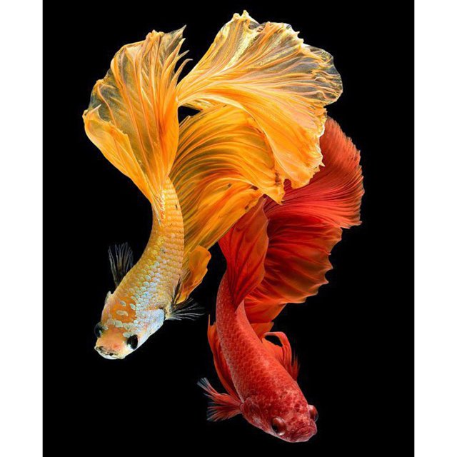 Pescado 40x50cm Pintura al óleo por números Imagen DIY Hugtrwg Para estrenar